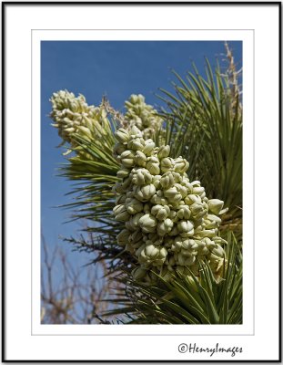 Flowering Joshua Tree