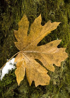 Late Maple, Early Snow