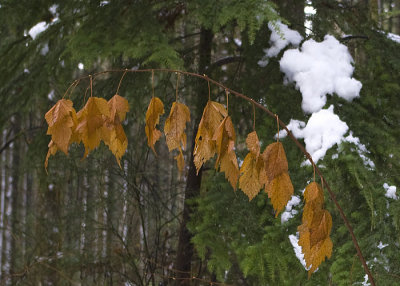 Alder Leaves and Snow