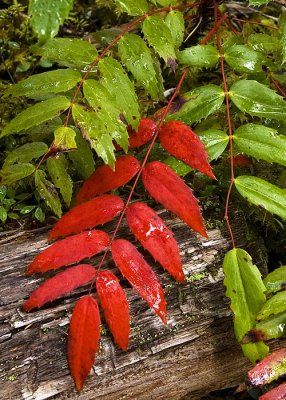 Mahonia Turning Colour