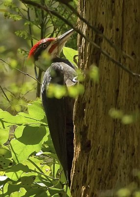 Pileated Woodpecker (2)