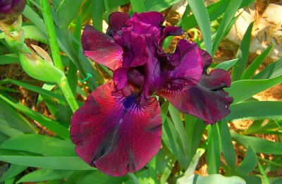 Iris 09