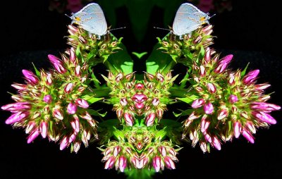 Phlox Moth Mask