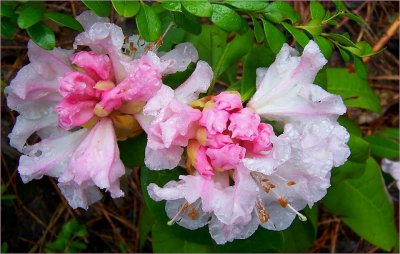 Rhodo in the Rain