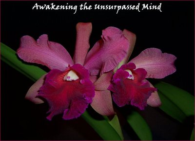 Awakening the Unsurpassed Mind