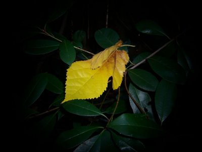 Anonymous Yellow Leaf