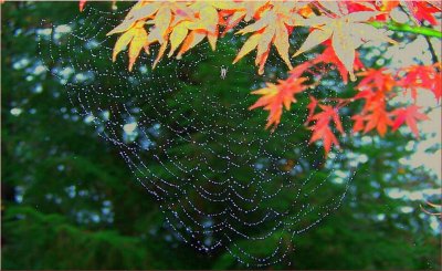 Maple Rain Web