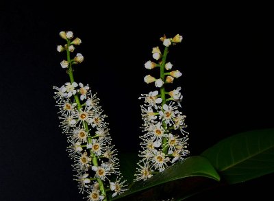 Cherry Laurel 2