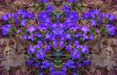 g3/79/738779/3/96486356.jS8PPYwk.jpg