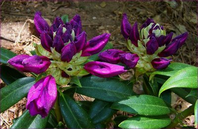 Purple Passion