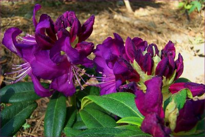 Purple Passion 2