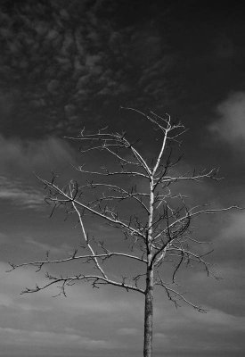 SingleTree bw