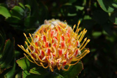 flower_2.jpg