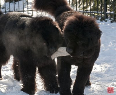 January 2010: To share or not to share?