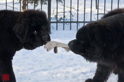 Hudson (left) Nelson (right)