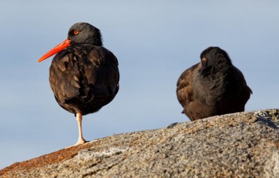 oyster_catchers