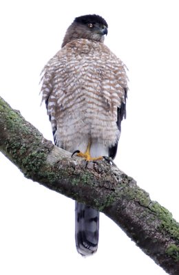 Cooper's Hawk (front)