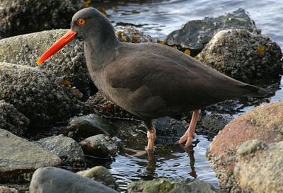 Black Oystercatcher