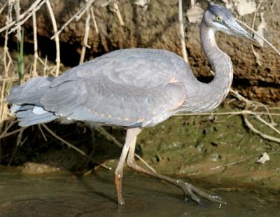 Blue Heron in Sun