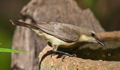 Nectarinia pulchella, Beautiful Sunbird, female