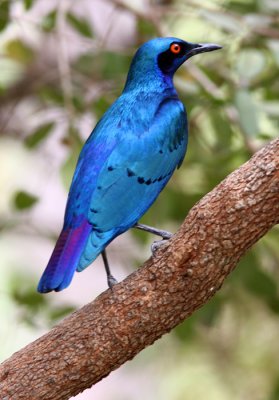 Lamprotornis chloropterus, Lesser Blue-eared Glossy-starling