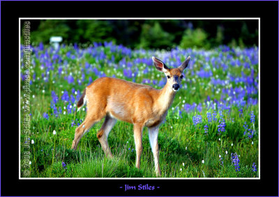 Black Tail Deer