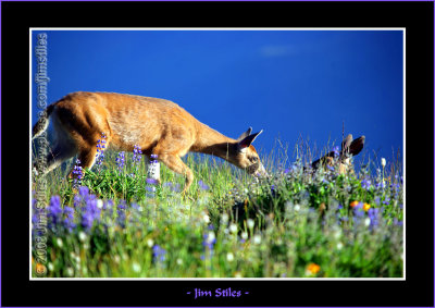 Black Tail Deer