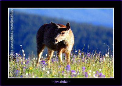 Black Tail Deer