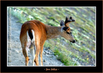 Black Tail Buck