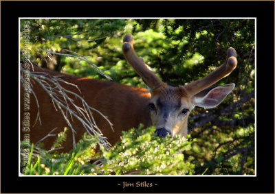 Black Tail Buck