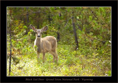 Black Tail Deer