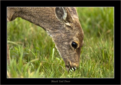 Black Tail Deer