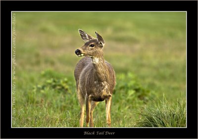 Black Tail Deer