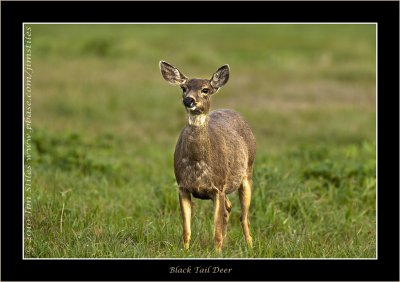 Black Tail Deer