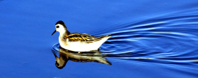 Alaska Birds