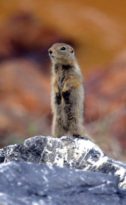 Marmots and Squirrels