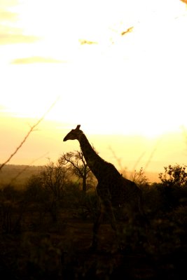 Wildlife in SouthAfrica