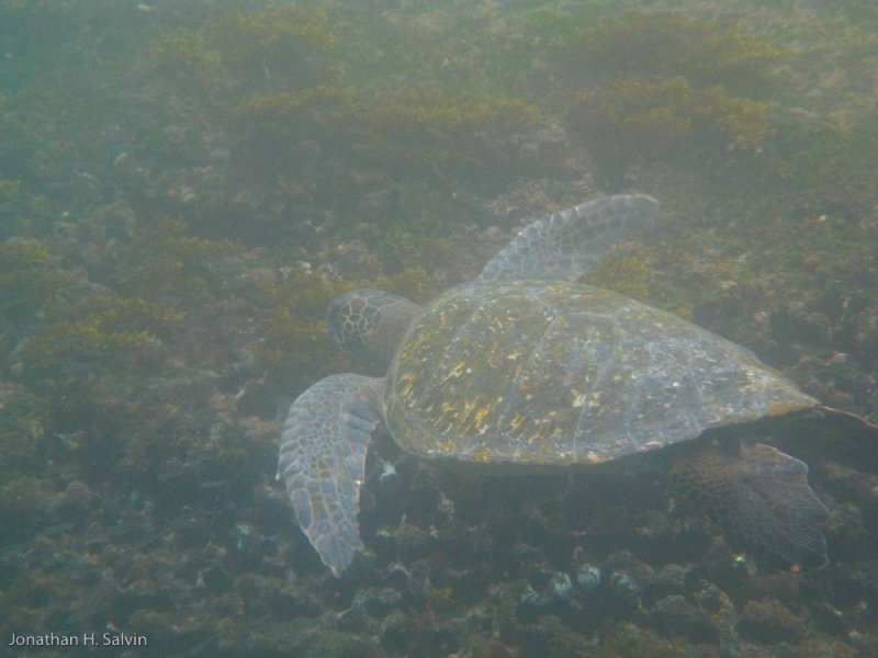 Isabela Island Tagus Cove Snorkeling 06-10-2008-21.jpg