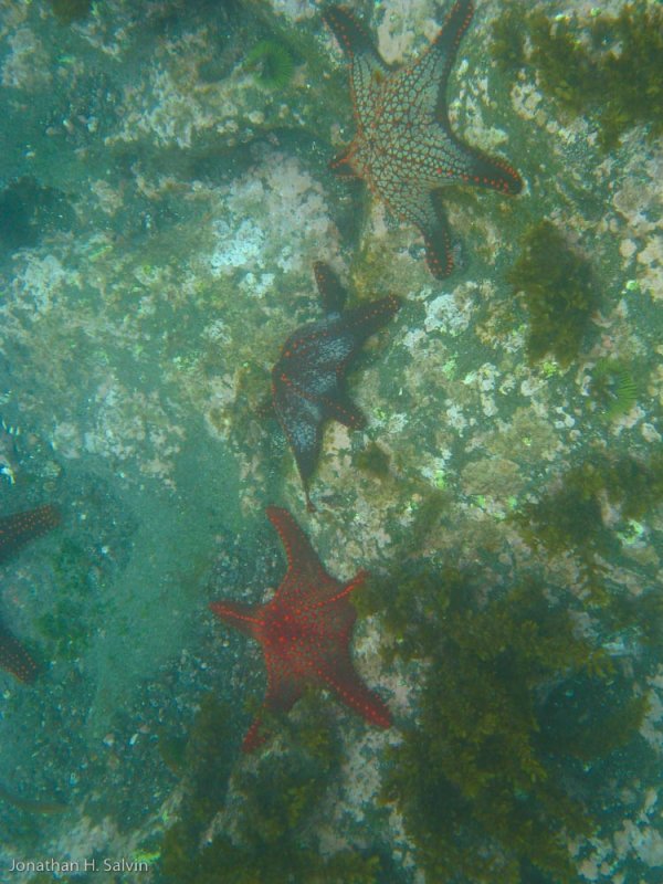 Isabela Island Tagus Cove Snorkeling 06-10-2008-52.jpg