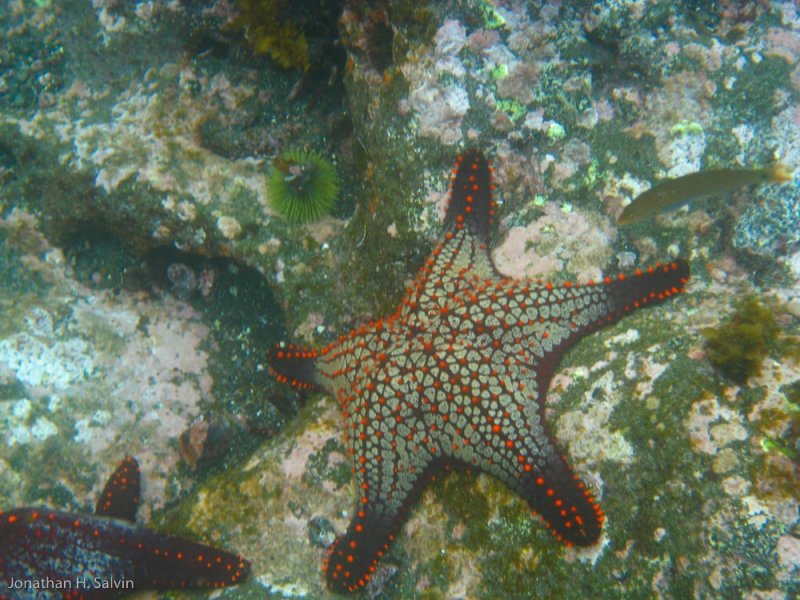 Isabela Island Tagus Cove Snorkeling 06-10-2008-54.jpg