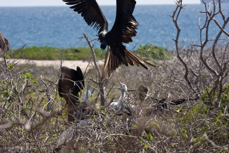 North Seymour Island 06-12-2008-62.jpg