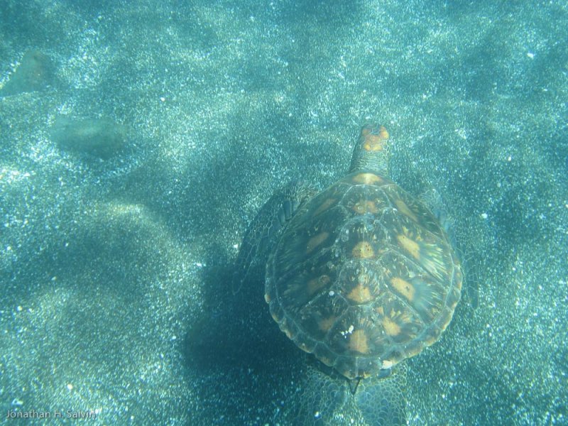 Santiago Island Puerto Egas Snorkeling 06-11-2008-4.jpg