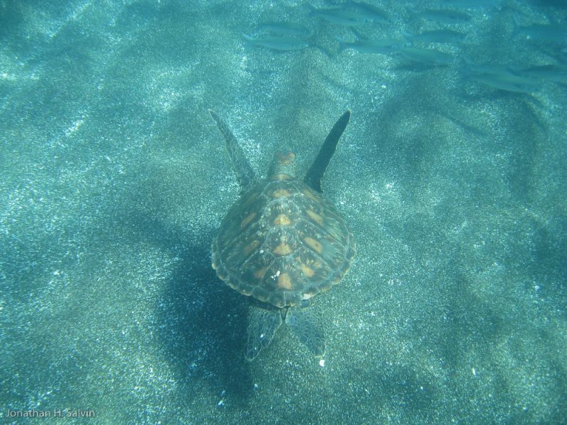 Santiago Island Puerto Egas Snorkeling 06-11-2008-5.jpg