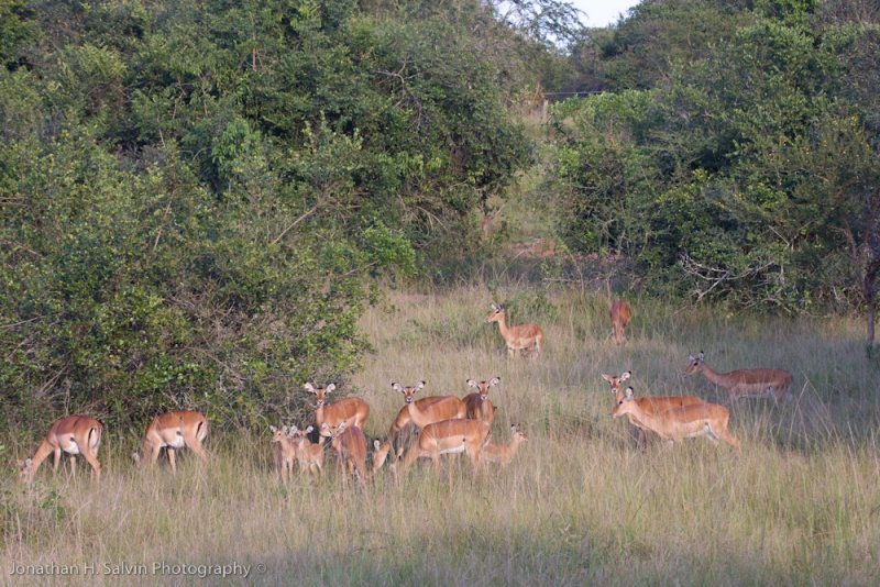 Uganda Animals-86.jpg