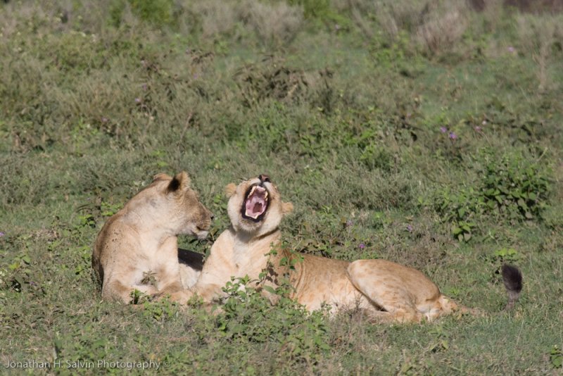 Tanzania Lion-84.jpg
