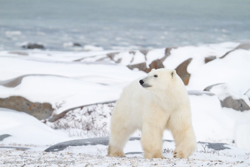 Churchill Polar Bears-168.jpg