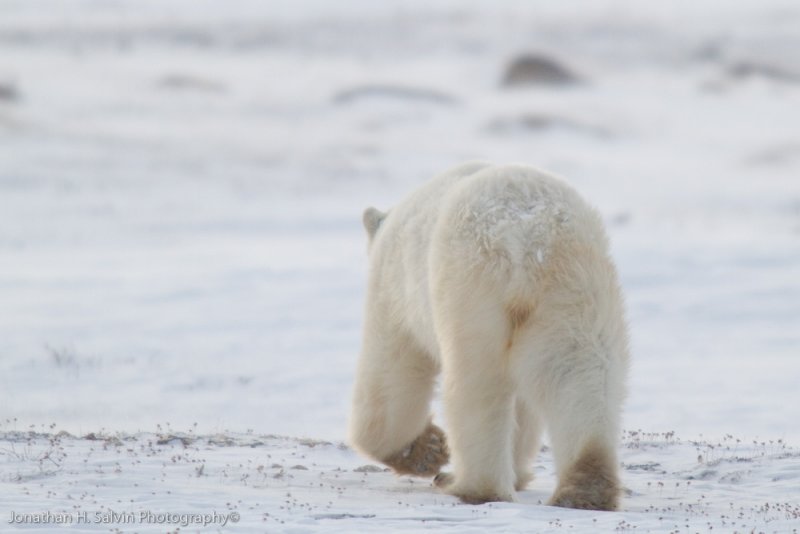 Churchill Polar Bears-236.jpg