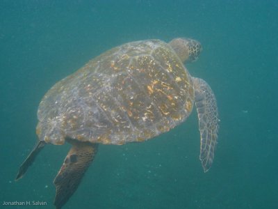 Isabela Island Tagus Cove Snorkeling 06-10-2008-27.jpg