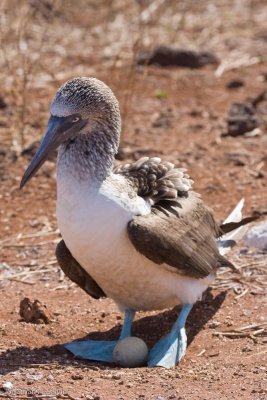 North Seymour Island 06-12-2008-13.jpg