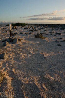 North Seymour Island 06-12-2008-263.jpg